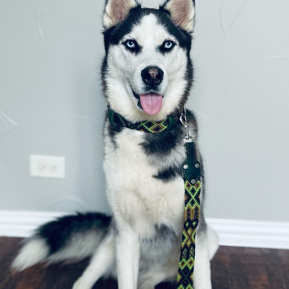 Handwoven dog collar and matching leash
